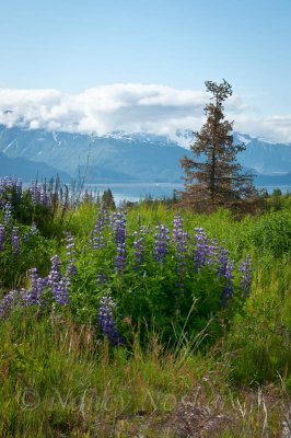 On hill above Homer