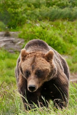 Alaska Wildlife Conservation Center