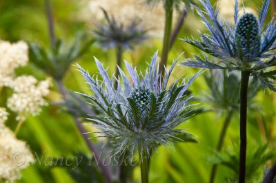Eryngium superbum Alpine Sea Holly