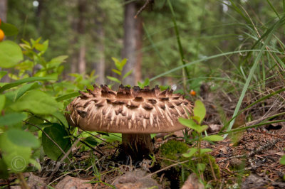 Valdez