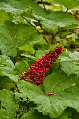 Devil's claw