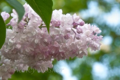 lilac