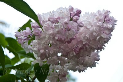 lilac