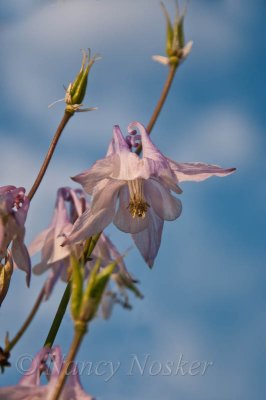 wild columbine
