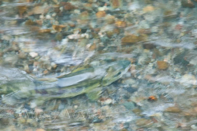 salmon swimmng upstream