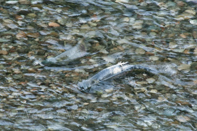salmon swimmng upstream