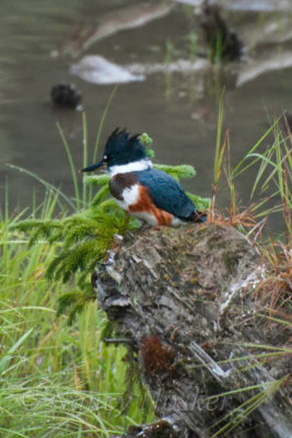 kingfisher