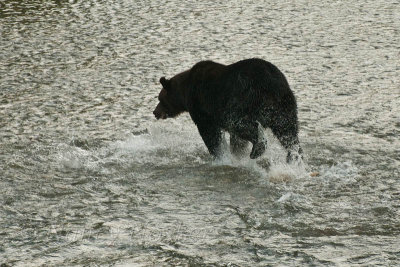 sees a fish