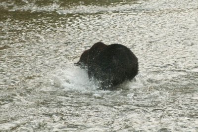 pounces