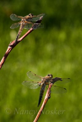 Dragon Flies