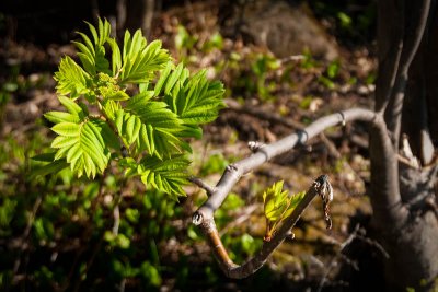 5-9-12 mountain ash.jpg