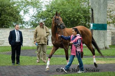 In the paddock area