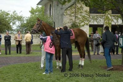 Saddling
