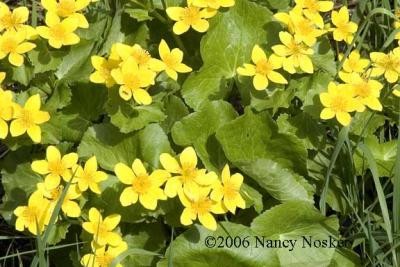 Marsh marigolds