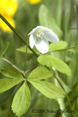 white-flower