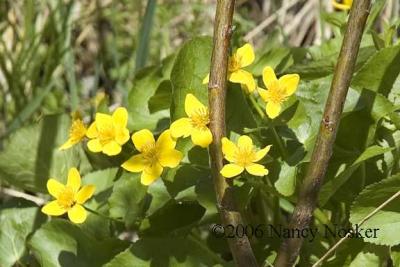 Marsh marigolds