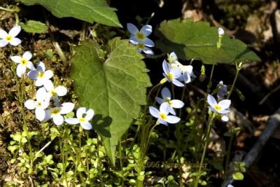 DSC_5763-bluets