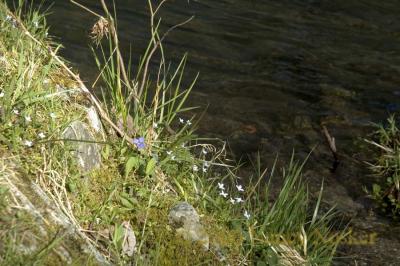 DSC_5772-violets and bluets