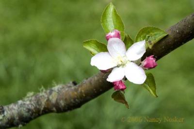 DSC_5859--apple