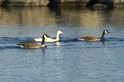 DSC_8844- Snow Goose with Canada Geese