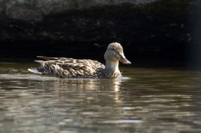 Tamron 200-500mm
