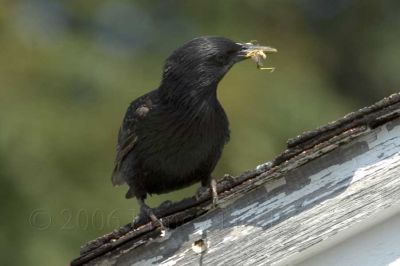 Starlings