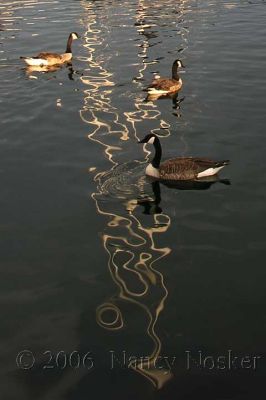 Geese in Reflections