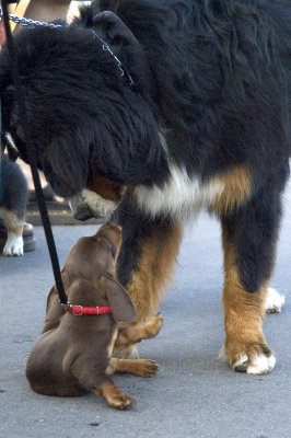 Cutest Puppy Contest - 2006