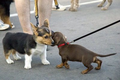 Cutest Puppy Contest - 2006