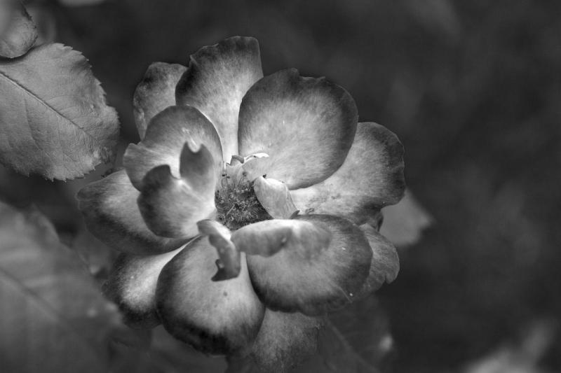Rose by any color