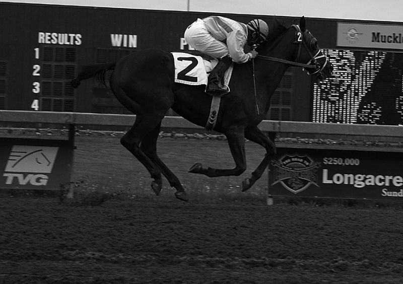 If Horses Could Fly *