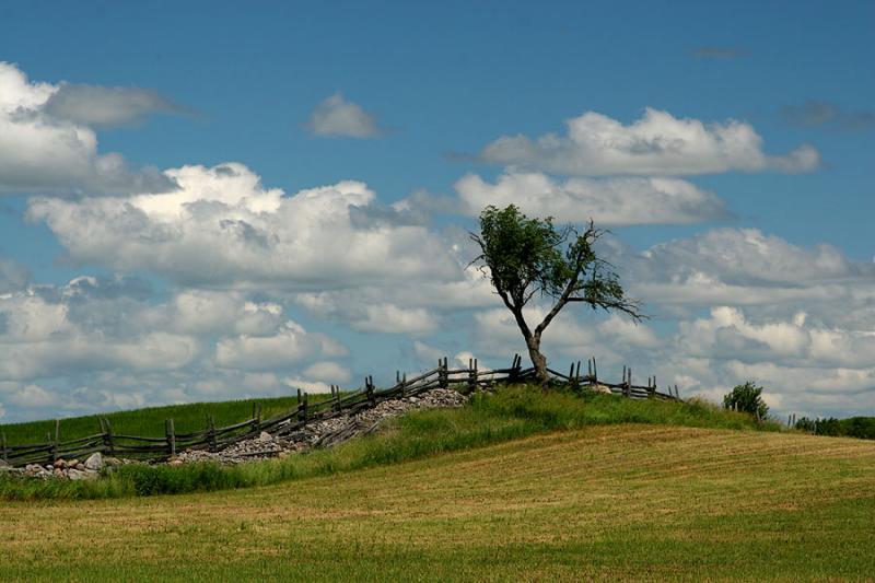 Lonely Tree *