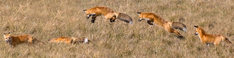 8th Place<br>Hunting<br>by Larry