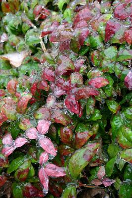Ice Storm *