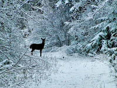 Fresh Snow