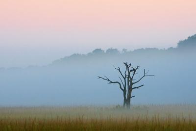 4th PlaceFog on the Marshby Bruce Jones