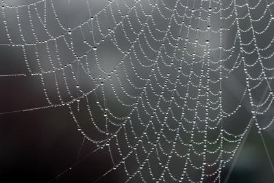 Fog Drenched Web