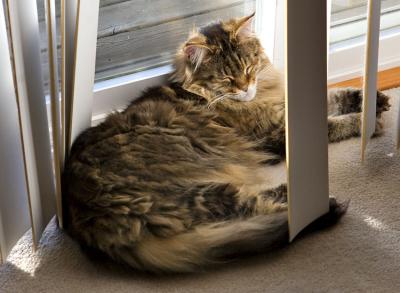 Cat Nap *