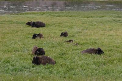 Buffaloes after a stampede*