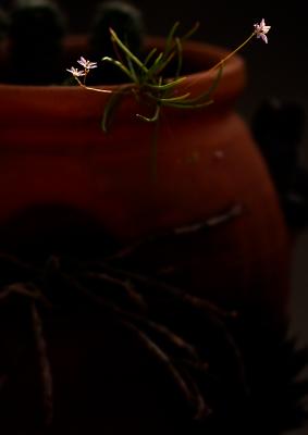 g4/36/275736/3/60481919.extremeweed2.jpg