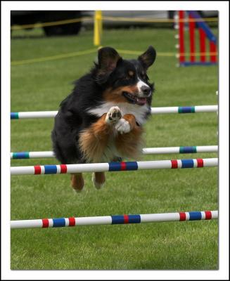 Xtreme Canine Sport - Agility *