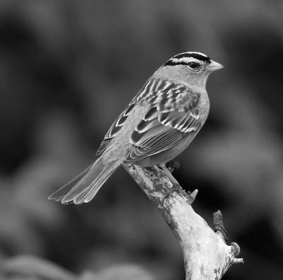 White Crowned Sparrow *