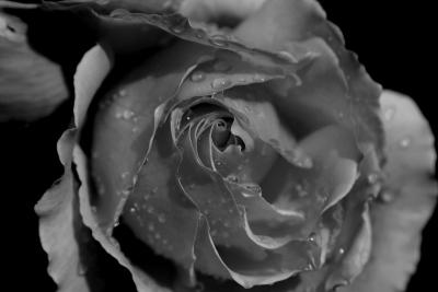 Deserted Rose*