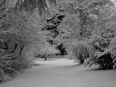 Winter Wonderland *