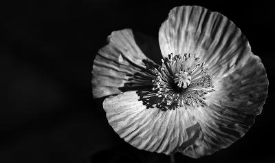 Yellow Poppy