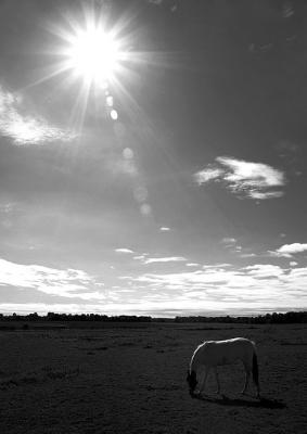 A horse and the sun