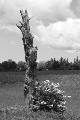 Flowers for a Dead Tree