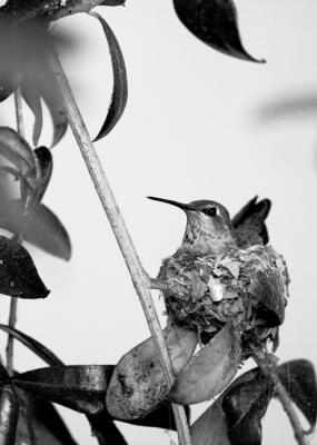 Hummingbird *