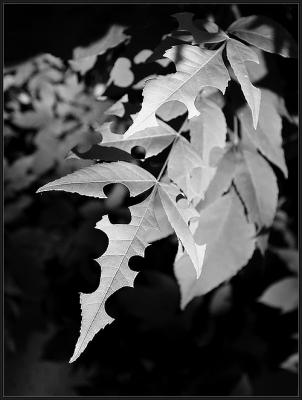 Sculpted Leaves