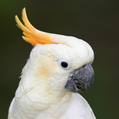 Citron-Crested Cockatoo